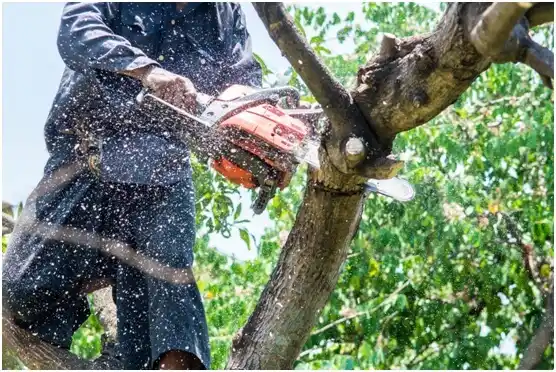 tree services Fairchild